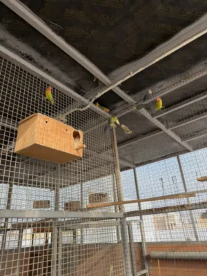 لف بيرد طيور منتجه