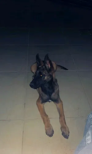 أنثى مالينوا كلاسيكيه حاجه ربي يبارك
