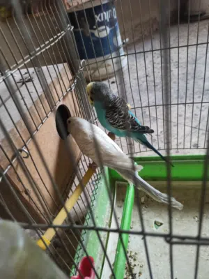 اربع جواز حب للبيع او للبدل