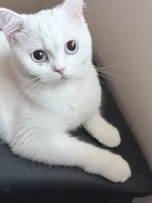 Scottish fold Shorthair Kitten for Sale – Muscat Silver Chinchilla · Golden-Green Eyes