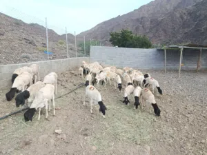 كباشه صومالية للبيع