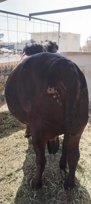 بيع ثور مشاءالله قول سمنه وبصحه جيده ومطعوم سنتين وشوف في الواقع احسن من الصور