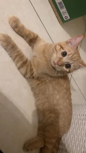 Kitten for adoption