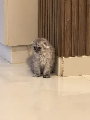 ذكر سكوتش فولد لونق هير