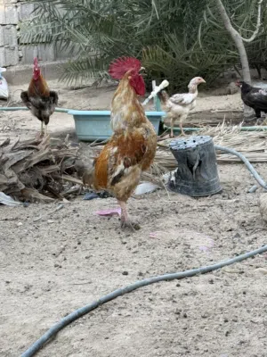 ديوجه كويتيه بيع مستعجل سعر مناسب