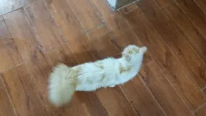 قطه اليفه بسعر مغري