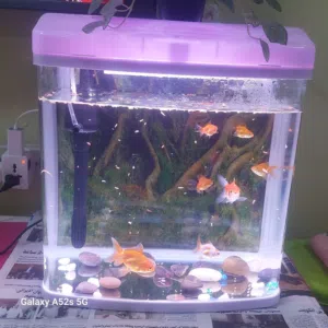 Fish aquarium