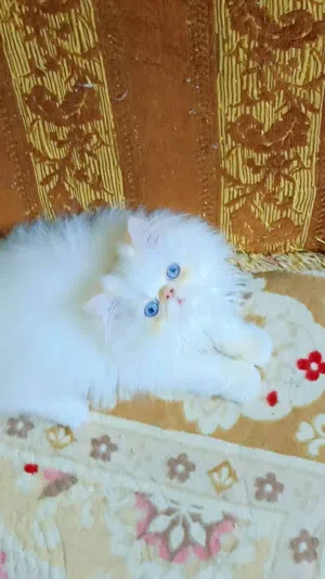 ذكر هيمالايا
