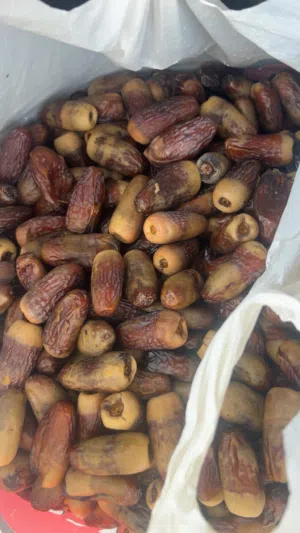 سح نغال حبه وشبه اقل عن سعر السوق