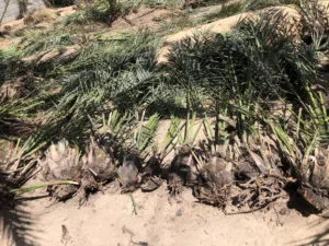 فسائل برونصي 200 فسيلة جملة