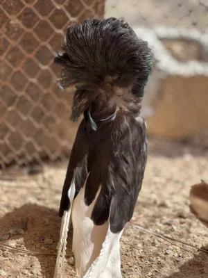 حمام للبيع او بدل ب مداين امريكي شوف لوصف