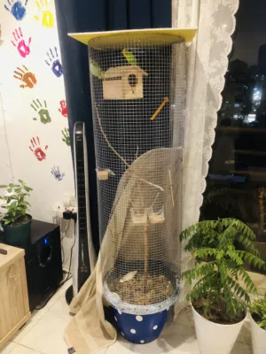 02 Budgies pair with 02 extra cage