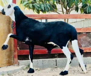 فحل هجين نجدي سعودي لاقوه الا بالله