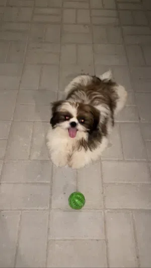 (Shih Tzu)كلب