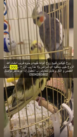 زوج كوكتيل الوصف مهم