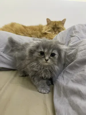 Scottish Gold Long Hair (Female) 2 Months Old And Siberian (Male) 2 Months old