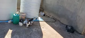 أرانب صغيرة