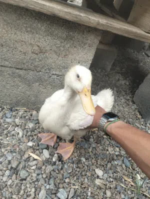 بط عماني للتربيه والذبح من الآخر 4ريل