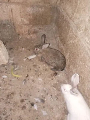 موجود اناثي ثنتان عشار و ذكر للبدل على 3 جاجات بلديات بيضات الموقع اربد الكورا كفرعوان لتواصل 077211