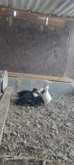 فروخ بط عماني سلاله ممتازه