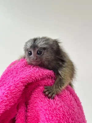 Other Animals0