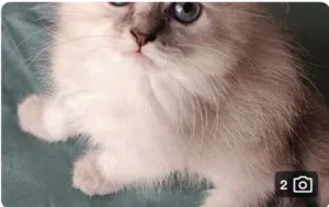 قطة هملايا صغيره كيوت وجميله بعيون زرقاء للبيع