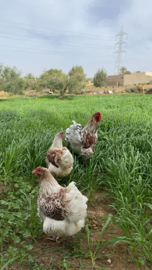 كوبيا وان دوت بركاني دم صافي درجة اوله