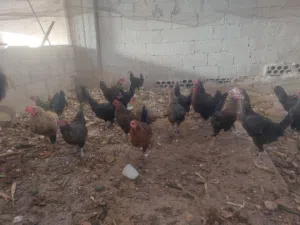 دجاج للبيع مقنوي