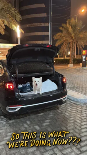 سبيتز أبيض جميل جدًا  عمره 9 شهور – أليف مع الأطفال وهادئ