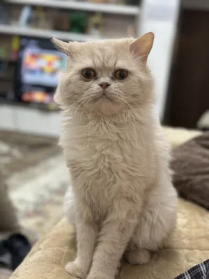 Persian Cat with Passport