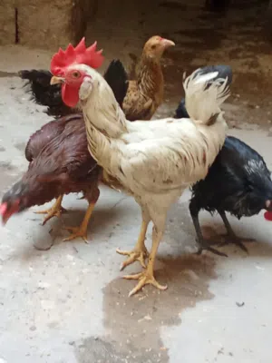 السلام وعليكم خوان دجاجات وديج عرب وحده كويتيه عيون سود وثانيه أم لحيه ول ثالثه عاديه بيهن 2 بياضات