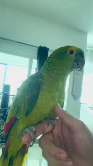 أمازون أزرق الرأس Blue-Headed Amazon