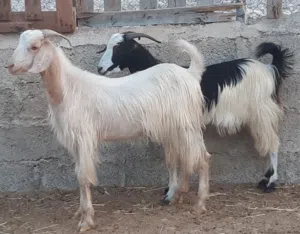 جداية مخصايات ماشاء الله