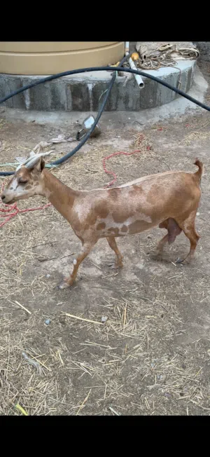 شاه من الحلال الظفاري