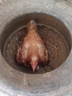 دجاج باكستاني سندي اصل