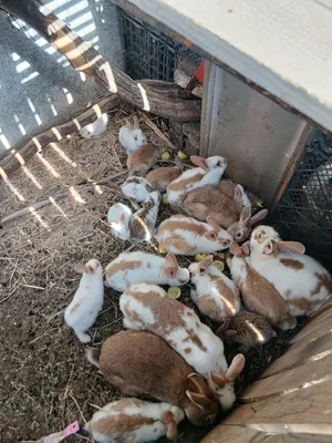 Rabbits0