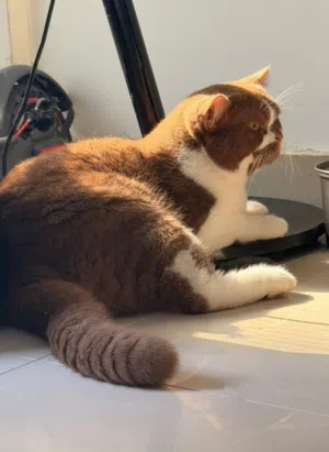 for Mating Pure chocolate bi British Shorthair Male ذكر برتش شورت هير نادر لون شوكولاتة للتزاوج