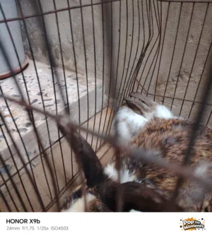 أرنب بجراها ربى يبارك