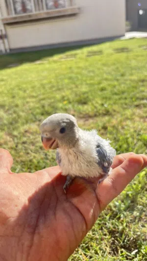 فرخين ترويض ترويض روز