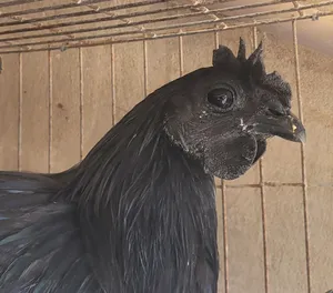 Chickens0