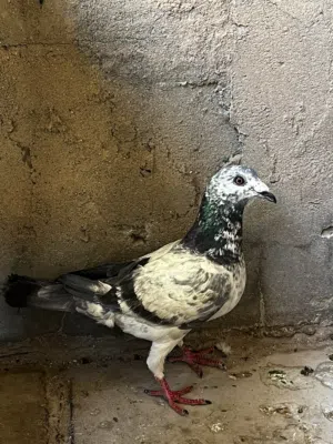 حمام زاجل زوجين وتك زاز فحل وتك جيني فحل