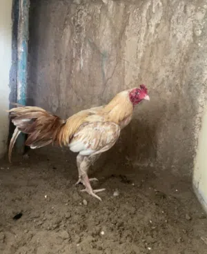 ديك بنجابي