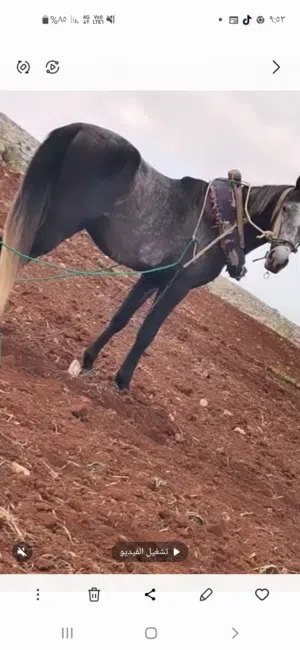 حصان بالصلاه على النبي