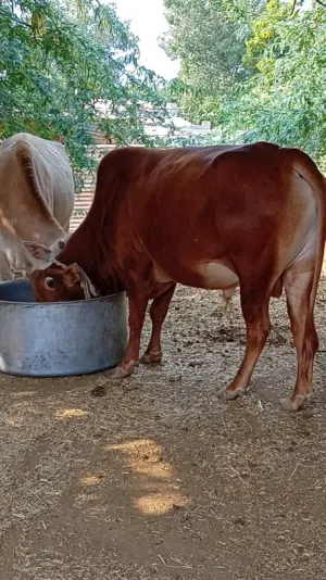 ثور عماني للبيع