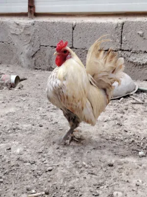 حباحب كويتي القزم دجاجتين و2 ديوجه