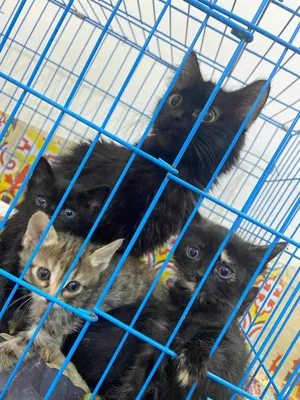 قطة شيرازي عيون صفر مع 5 قطط صغيرة