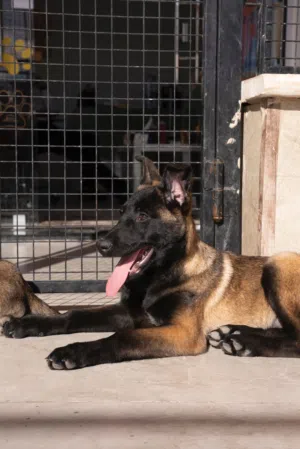 للجادّين وعشّاق القوة والتميّز نُعلن عن توفر جراء بلجيكي مالينوا (بلجم) ذات مواصفات عالية