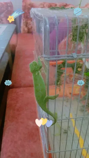 حربايه اليه