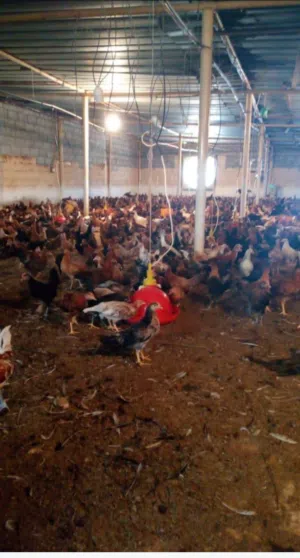 دجاج  عماني