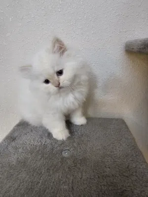Looking for a loving home for a healthy and playful kitten!